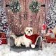 Santa Paws event image