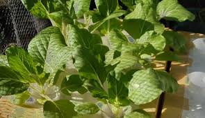 The andromeda ascendant hydroponic garden is a very large garden and aquaculture center on the andromeda ascendant. Backyard Mini Hydroponic Garden Home Facebook