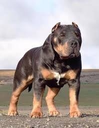 Image Result For Perro Pressa Mayo Kopek