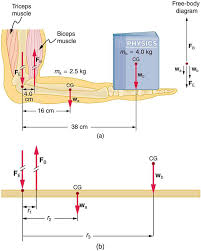 Vector illustration labeled medical health care scheme. Forces And Torques In Muscles And Joints Physics