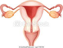 Internal female organs diagram human organs diagram internal anatomical view back vi on lifeinharmony. Diagram Of Internal Female Reproductive System Canstock