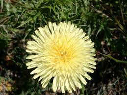 Fiore giallo inverno fiori gialli in inverno illuminano il paesaggio monotono. Fiori Selvatici Della Sardegna Hobbydonna It