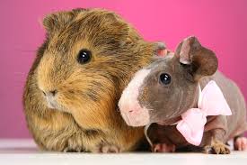 Their body is almost hairless; Hairless Guinea Pigs Are A New Pet Craze