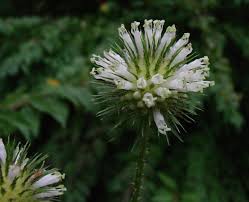 Image result for Dipsacus pinnatifidus