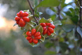 Image result for Turraea obtusifolia