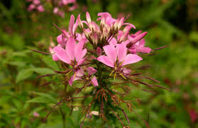 Image result for Cleome elegantissima
