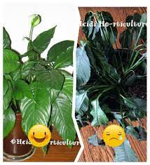 Repotting And Dividing Peace Lily House Plant Peace Lily Plant Peace Plant Peace Lily Indoor