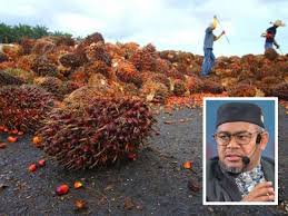 Anda mencari informasi harga ayam potong hari ini ? Harga Minyak Sawit Mentah Cecah Rm4 652 Satu Tan