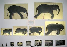 Pregnancy Mammals Wikipedia