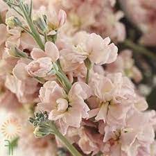 Pin On Wedding Flowers November Lin