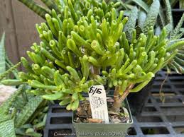 Image result for Crassula zombensis