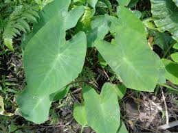 Plant them so that the top of the corm is about 1″ below the surface. Close Up Taro Leaves Colocasia Esculenta Talas With Natural Background Colocasia Esculenta Is A Tropical Plant Grown Primarily For Its Edible Corms A Root Vegetable Most Commonly Known As Taro Stock Photo