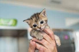 yavru kedi bakimi rante veteriner klinigi