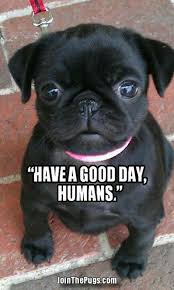 I Love You Baby Pugs Cute Pugs Pug Puppies
