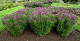 Image result for Vernonia sutherlandii