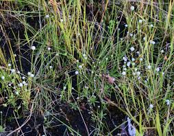 Image result for Eriocaulon buchananii