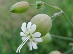Image result for Caryophyllaceae