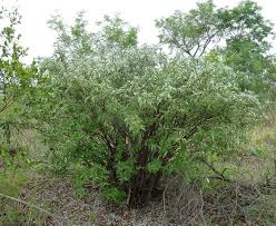 Image result for Pouzolzia mixta