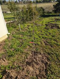Honeycrisp Apple, 2 Fuji Apple, Santa Barbara Peach and a Pear freshly  planted bare roots. Pruning advice please. : r/FruitTree
