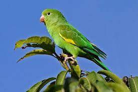 Maybe you would like to learn more about one of these? Old Classification Canary Winged Parakeet Brotogeris Versicolurus Chiriri New Classification Yellow Chevroned Parakeet B Parakeet Bird Breeds Pet Birds