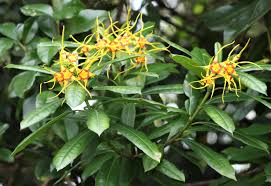 Image result for Strophanthus speciosus