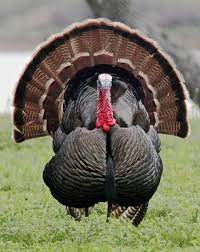 Hd Wallpaper Gray And Brown Turkey Wild Turkey Male Bird Close Up Portrait Wallpaper Flare
