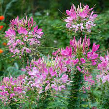 Cleome Rose Queen Cleome Hassleriana Seeds Select Seeds
