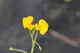 Image result for Lentibulariaceae