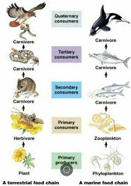 We did not find results for: Draw An Aquatic Food Chain And Label All Trophic Levels In It Brainly In