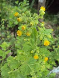 Image result for Blumea