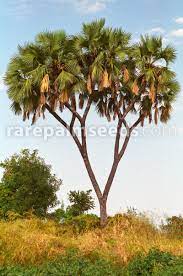 Hyphaene Thebaica Egyptian Doum Palm Buy Seeds At Rarepalmseeds Com