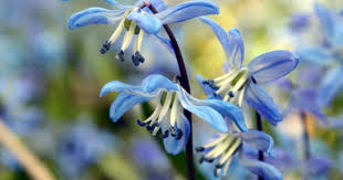 Image result for Scilla