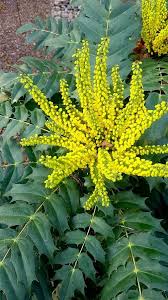 Image result for Berberis