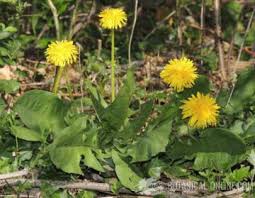 Use this background for global registration. Differences Between Dandelion And Sowthistles Botanical Online