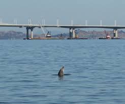 Warmer Waters Have More Bottlenose Dolphins Turning Up In Sf
