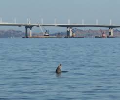 warmer waters have more bottlenose dolphins turning up in sf