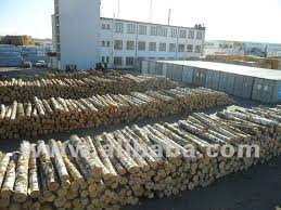 Wilson enterprises white birch log bundle. White Birch Logs Latvia Origin Buy Birch Logs Birch Wood Logs White Birch Logs Product On Alibaba Com