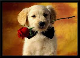Quadro Decorativo Animais Cachorro Golden Retriever Pet Shop Cao Com Moldura Rc000 Vital Printer Quadro E Poster Decorativo Magazine Luiza