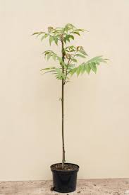 Image result for Toona