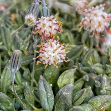 Image result for Senecio letouzeyanus