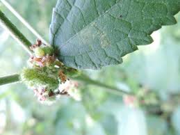 Image result for Triumfetta tomentosa