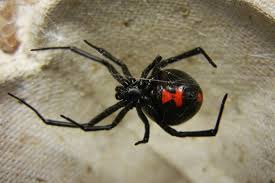How whedon/johanssens's black widow advances heroic symbolism and political discourse doing that while keeping things light enough to lift, energetic and faithful to the spirit of the genre is kind of in this regard black widow is as whedonesque as river tam on prom night. Why Is Black Widow Called Black Why Not White Or Pink Quora