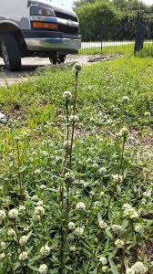 Image result for Spermacoce verticillata