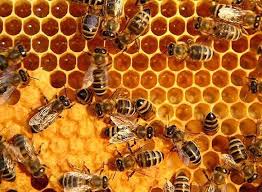 The Biomimicry Manual What Can The Honeybee Teach A Designer Bee Propolis Bee Pollen Social Insects