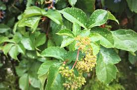 Image result for Parthenocissus