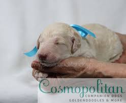 If you are unable to find your goldendoodle puppy in our puppy for sale or dog for sale sections, please consider looking thru thousands of goldendoodle dogs for adoption. Beautiful 1 Week Old Cream Goldendoodle Puppy Goldendoodle Puppy Goldendoodle Companion Dog