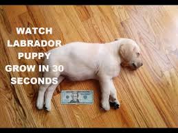 Watch A Labrador Puppy Grow In 30 Seconds Mikothelabradorninja