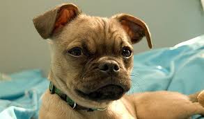 Let it sit for ten minutes to break down. Chug Breed Information