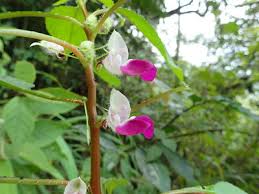 Image result for Impatiens burtonii
