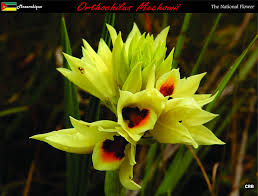 Image result for Orthochilus mechowii